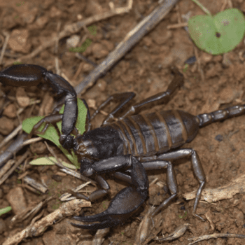 Daily Dive # 070 | Discovering a New Scorpion Species On Mount Olympus